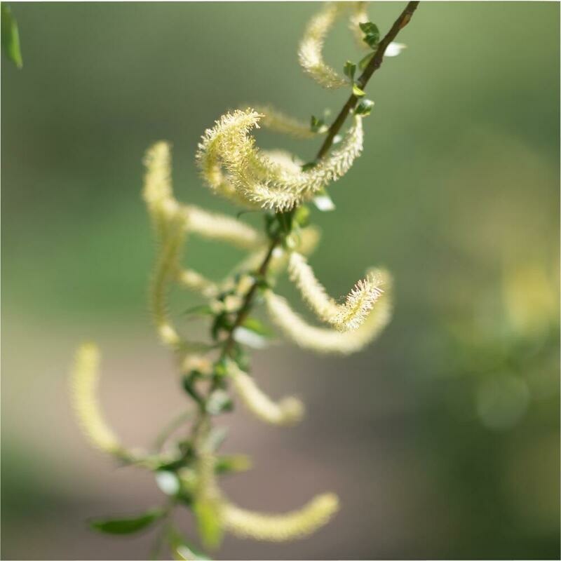 RAUSCH Weidenrinden Spezial-Spray