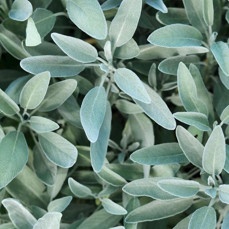 RAUSCH Silberglanz-Kopfhaut-Tonic mit Salbei